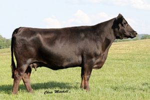 TJB Enchantress 745S-ET