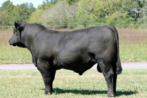 TJB 913U Gunslinger 412B-ET