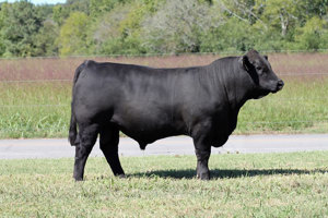 TJB 919U Gunslinger 451B