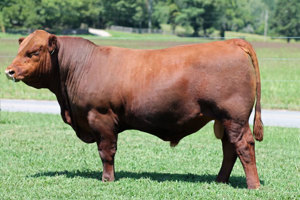 TJB Vasquez 130X 470B