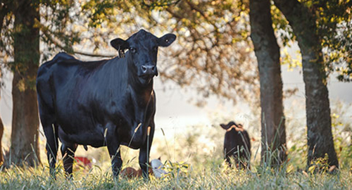 Gelbvieh Cattle Gelbvieh Cattle