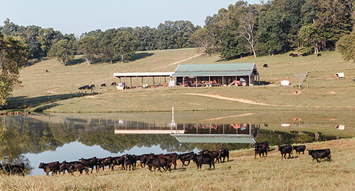 Gelbvieh Cattle